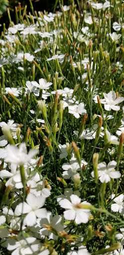 Park «Pardee Rose Gardens», reviews and photos, 180 Park Rd, Hamden, CT 06517, USA