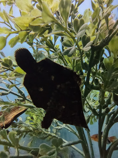 Pet Store «Fins Feathers Paws & Claws», reviews and photos, 436 Main St, Harleysville, PA 19438, USA