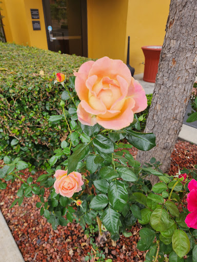 Hampton Inn Livermore image