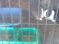 THE PET STORE - Photo 4 - Car repair in Midland, TX, Midland