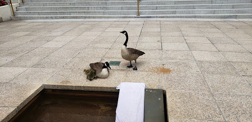 Museum «National Geographic Museum», reviews and photos, 1145 17th Street NW, Washington, DC 20036, USA