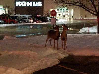 Photos of Kohl's Kalamazoo