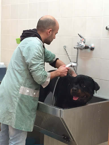 Pensioni per cani e dog hotel a Toelettatura 4 Zampe