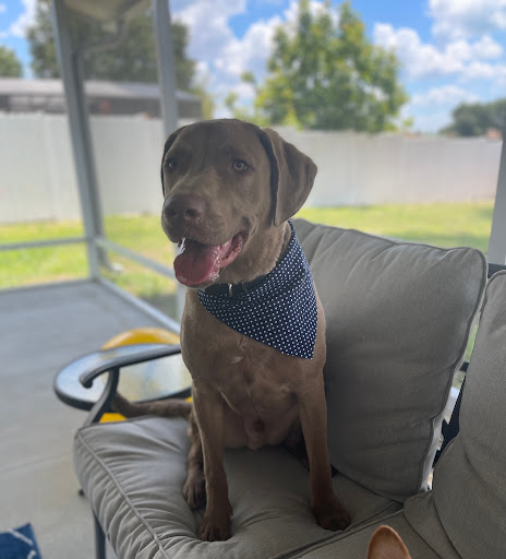 Pet Supply Store «Le Pup Pet Supplies and Grooming - Clermont», reviews and photos, 4359 S Hwy 27, Clermont, FL 34711, USA