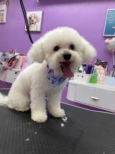 Pet Groomer «Mario`s Pet Grooming & Boutique», reviews and photos, 708 SE 17th St, Fort Lauderdale, FL 33316, USA