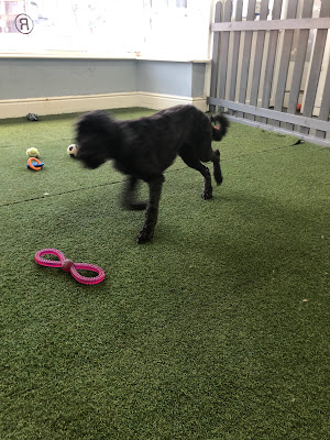 Lisa's Scruff t' Fluffï¿½s