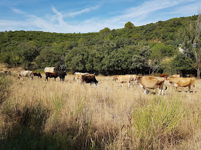 Domaine Léon Barral à Cabrerolles