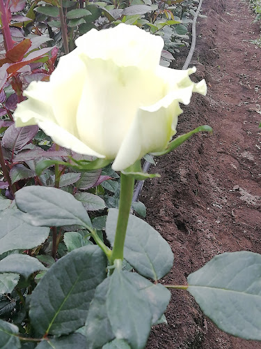 Ecuador Rioblanco Alto, Vía Lasso Tanicuchí, Ecuador