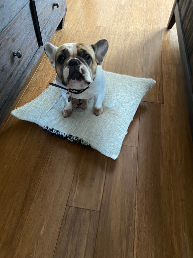 Pet Supply Store «Petco Animal Supplies», reviews and photos, 635 Cibolo Valley Drive #149, Cibolo, TX 78108, USA