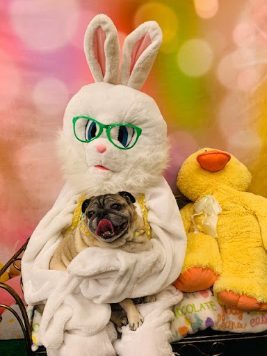 Pet Supply Store «Pet Supplies Plus», reviews and photos, 601 Portion Rd, Lake Ronkonkoma, NY 11779, USA