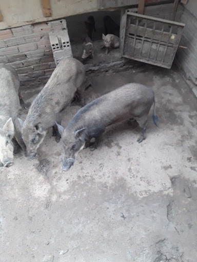 Hoàng Ân