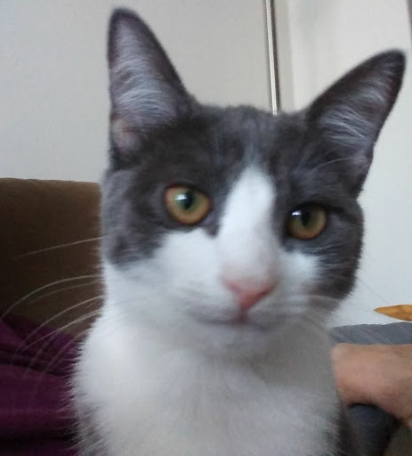 Pet Supply Store «Pet Supermarket», reviews and photos, 4500 N State Rd 7, Pompano Beach, FL 33073, USA