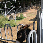 Photo n°4 de l'avis de Simone. fait le 25/08/2023 à 15:39 sur le  Hofschank Wiedenhof à Cornedo all`Isarco