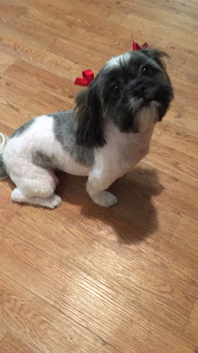 Pet Groomer «Dog Gone Cute Grooming & Bowtique», reviews and photos, 446 Racetrack Rd NW Unit F, Fort Walton Beach, FL 32547, USA