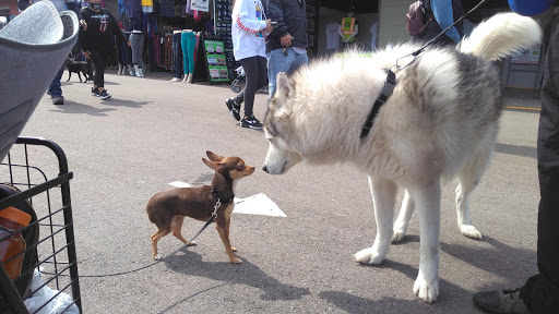 Flea Market «Mile High Flea Market», reviews and photos, 7007 E 88th Ave, Henderson, CO 80640, USA