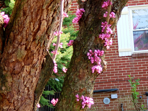 Park «Bowne Park», reviews and photos, 156-17 29th Ave, Flushing, NY 11354, USA