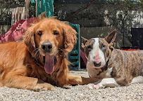 Desert Dog Daycare - Photo 8 - Car repair in Salt Lake City, UT, Salt Lake City