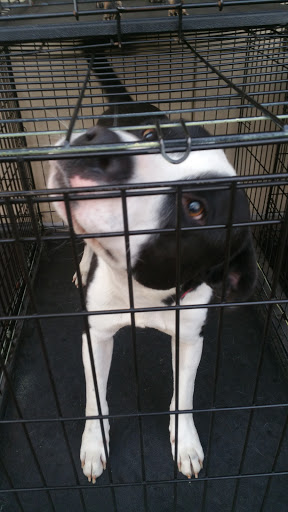 Pet Supply Store «PetSmart», reviews and photos, 1700 Norman Dr #200, Valdosta, GA 31601, USA