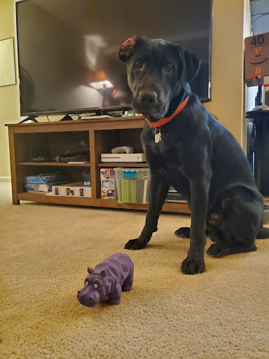 Pet Supply Store «The Dog Store», reviews and photos, 2301 Mt Vernon Ave, Alexandria, VA 22301, USA