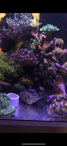 Pet Store «Ocean View Aquariums», reviews and photos, 6883 SW 40th St, Miami, FL 33155, USA