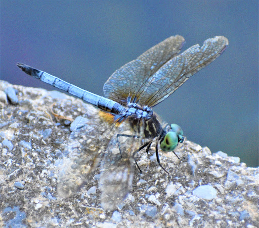 Park «Roswell Area Park», reviews and photos, 10495 Woodstock Rd, Roswell, GA 30075, USA