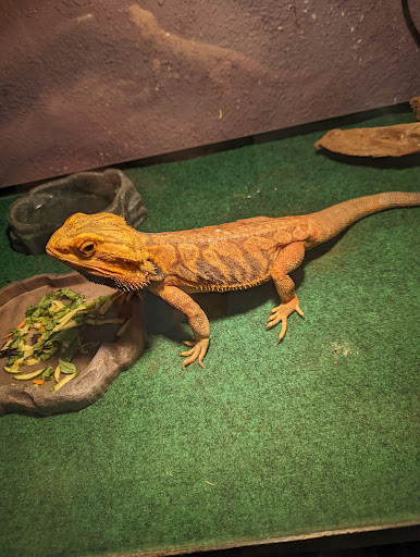 Pet Store «Animart Pets», reviews and photos, 2813 Veterans Memorial Hwy SW, Austell, GA 30168, USA