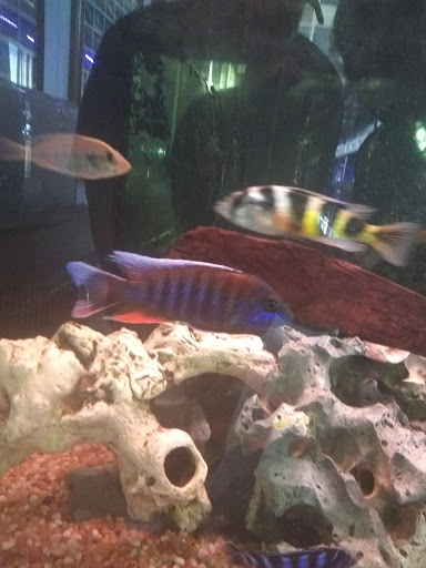 Pet Store «M V Pets», reviews and photos, 7429 S Westnedge Ave, Portage, MI 49002, USA