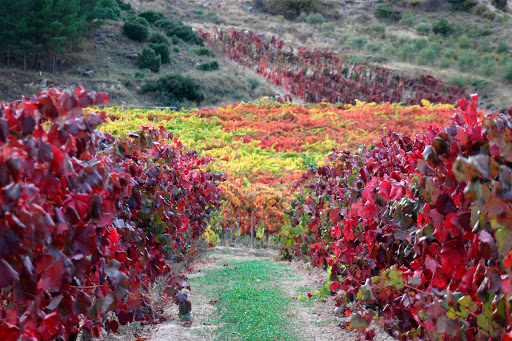 BODEGAS GARCíA BERRUECO