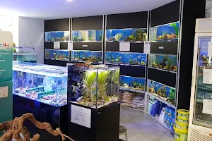 Thalassa-Aquarium image