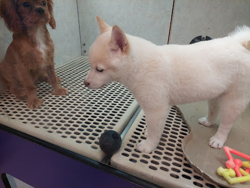 Pet Store «Pet City Pet Shops», reviews and photos, 750 Citadel Dr N # 2092, Colorado Springs, CO 80909, USA