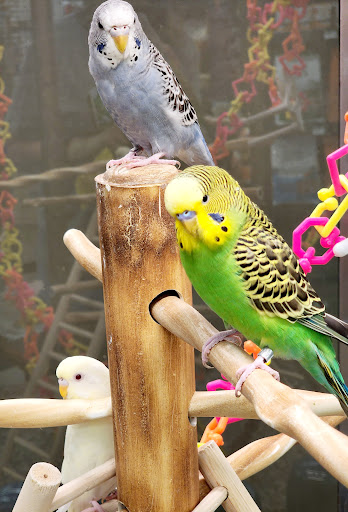 Pet Supply Store «Petco Animal Supplies», reviews and photos, 298 Spring Creek Drive, Franklin, TN 37067, USA