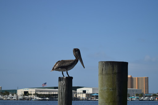 Tourist Attraction «Sea Dragon Pirate Cruise», reviews and photos, 5325 N Lagoon Dr, Panama City, FL 32408, USA