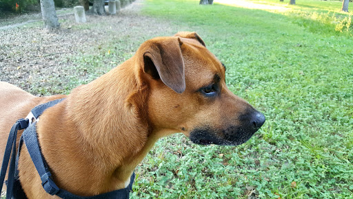 Park «Lakewood Park», reviews and photos, 7143 Williamson Rd, Dallas, TX 75214, USA