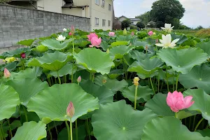 Akabori Lotus Park image