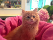 Westwood Animal Hospital - Photo 2 - Car repair in Westwood, KS, Lee's Summit