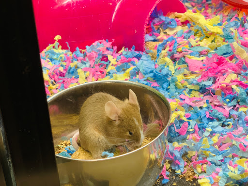 Pet Supply Store «PetSmart», reviews and photos, 190 Rt 10 West, East Hanover, NJ 07936, USA