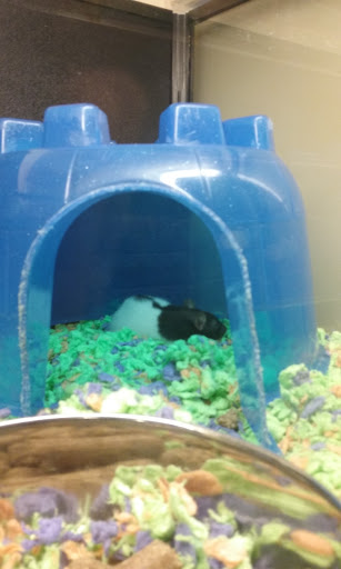 Pet Supply Store «PetSmart», reviews and photos, 3 McKenna Rd, Arden, NC 28704, USA