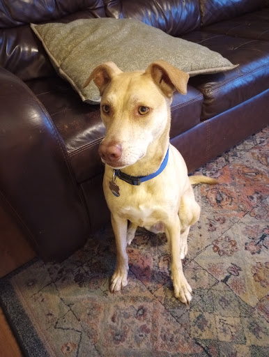 Pet Groomer «Tidy Dog Pet Supply & Salon», reviews and photos, 2612 Lebanon Pike A, Nashville, TN 37214, USA