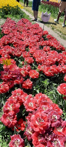 Pottery Store «De Klomp Wooden Shoe & Delftware Factory», reviews and photos, 12755 Quincy St, Holland, MI 49424, USA