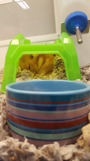 Pet Supply Store «Petco Animal Supplies», reviews and photos, 1141 Wantagh Ave, Wantagh, NY 11793, USA