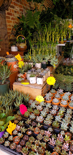 Florist «Brattle Square Florist», reviews and photos, 31 Brattle St, Cambridge, MA 02138, USA