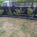 Photo n° 1 de l'avis de Celine.i fait le 19/07/2023 à 19:51 pour Entreprise Espace Vert Père & Fils à Boran-sur-Oise