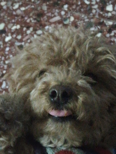 Pet Supply Store «Petco Animal Supplies», reviews and photos, 8111 W Broward Blvd, Plantation, FL 33324, USA