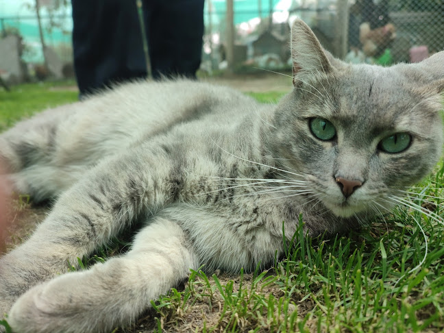 Vierdes Servicios - Sachaca