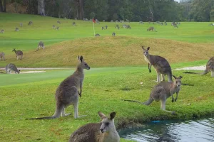 Port Stephens Kangaroo Encounters image