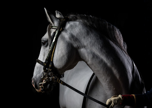 Tourist Attraction «The Tempel Lipizzans», reviews and photos, 17000 W Wadsworth Rd, Old Mill Creek, IL 60083, USA
