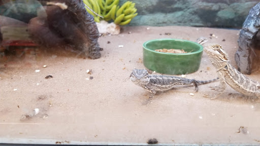 Pet Supply Store «Petco», reviews and photos, 348 IL-59, Naperville, IL 60540, USA