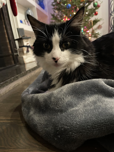 11114 Manchester Rd, Kirkwood, MO 63122, USA