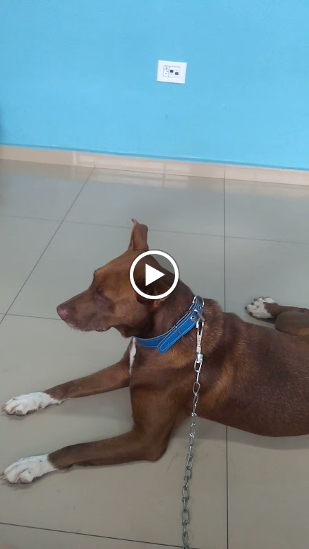 Doctor Pet Suzano — O profissional veterinário em Suzano, SP