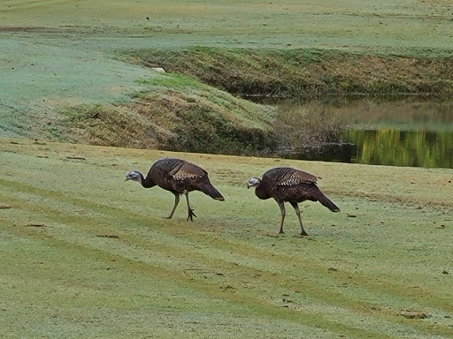 Golf Course «Witch Golf Links», reviews and photos, 1900 SC-544, Conway, SC 29526, USA